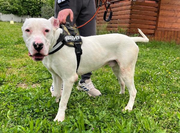 ALBINO DOGO ARGENTINO Foto 8